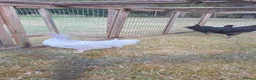 Chickens poultry for sale: Pekin lavender cuckoo bantams and burford brown  - Advert 4