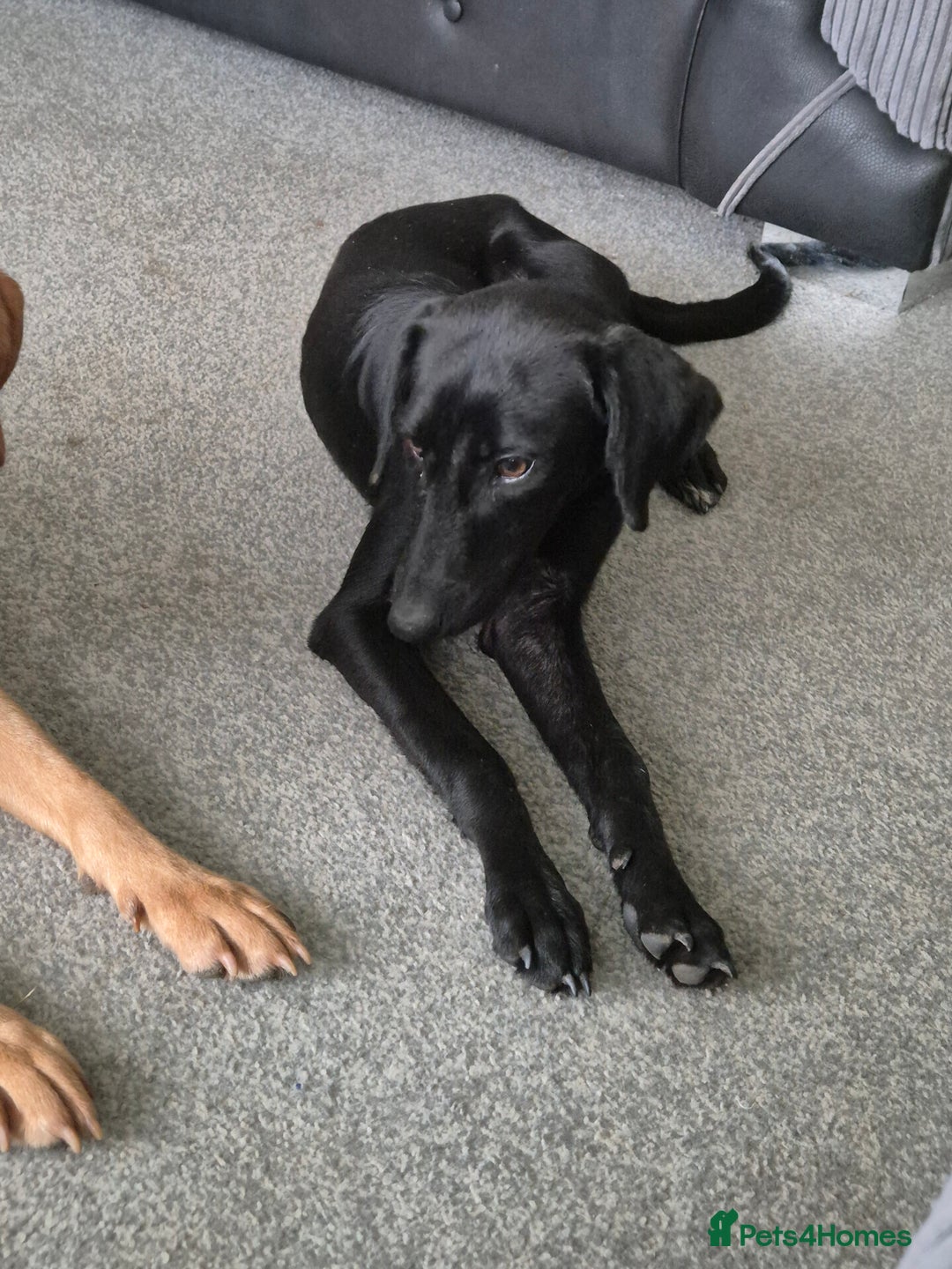 Mixed Breed dogs for sale: Mixed breed  - Advert 3