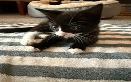 British Shorthair cats for sale: 2 male kittens for sale - Image 2