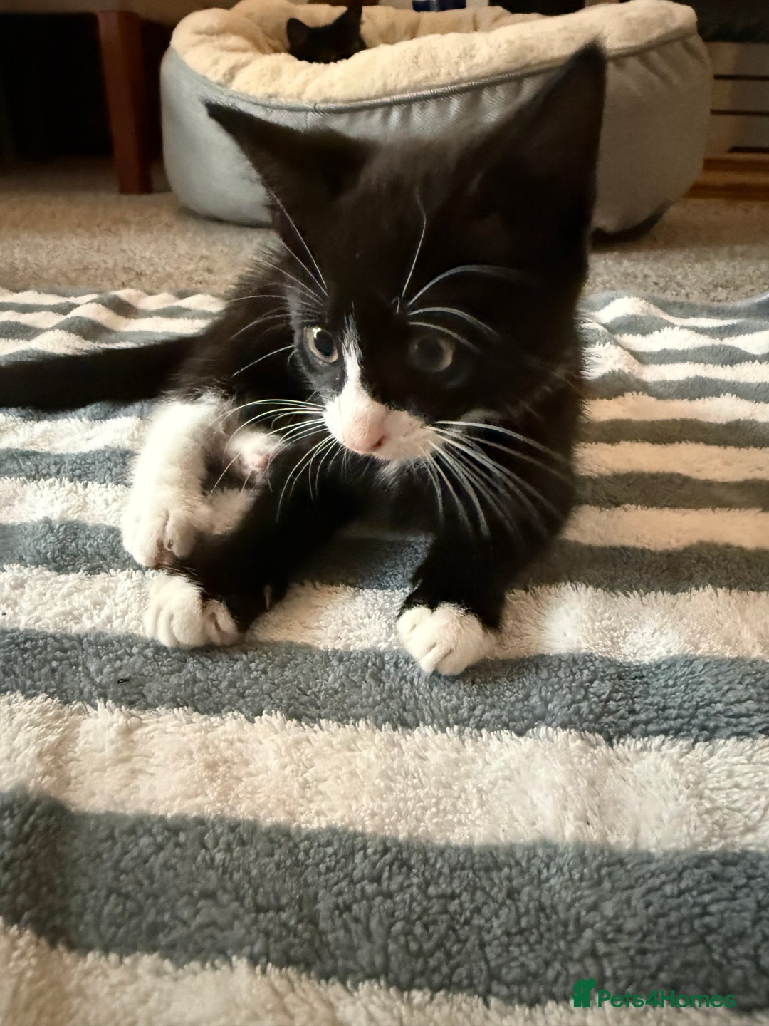 British Shorthair cats for sale: 2 male kittens for sale - Image 2