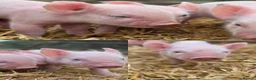 Pig livestock for sale: 20 middle white piglets in Guildford - Advert 1