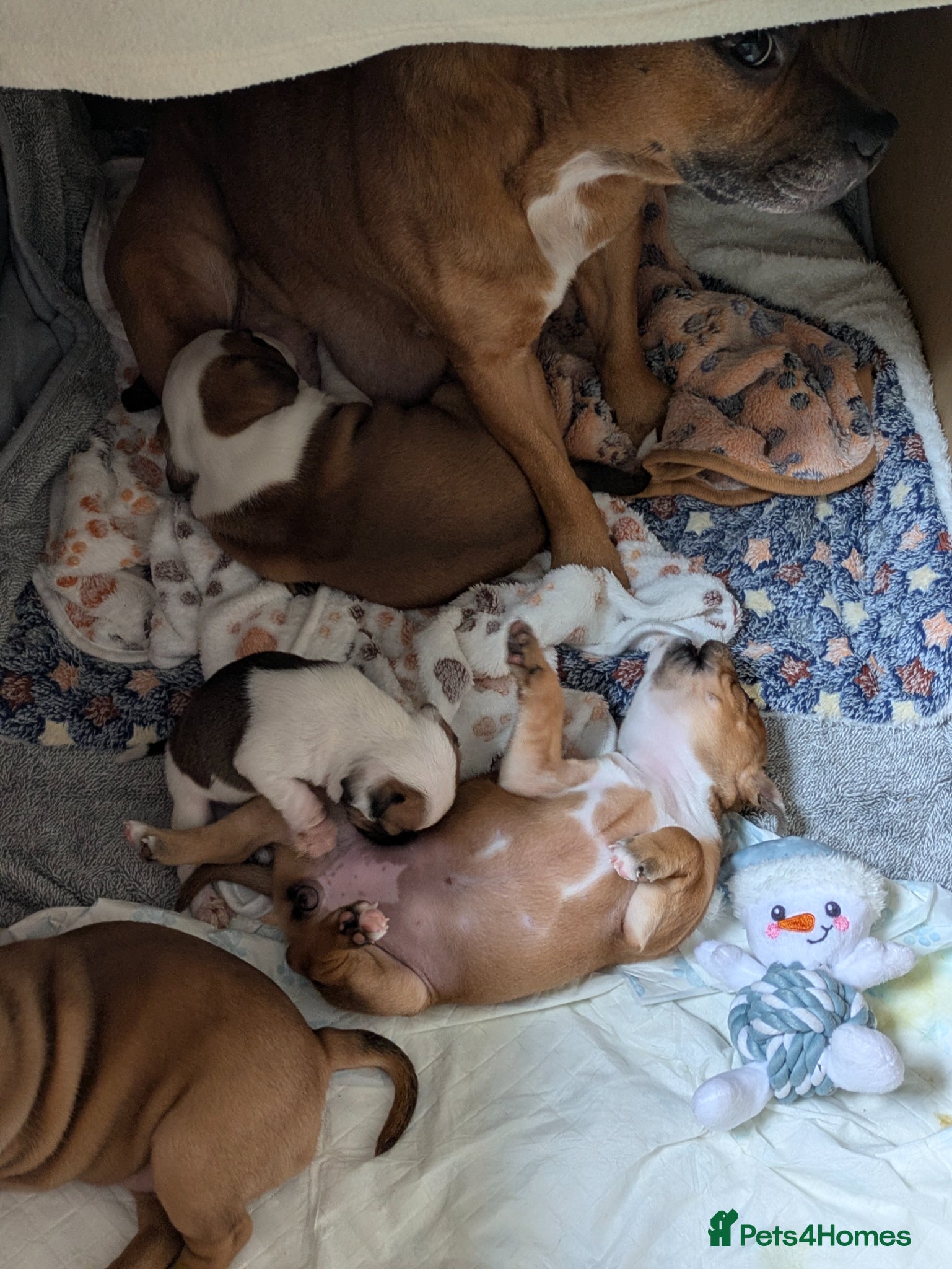 Staffordshire Bull Terrier dogs Beautiful puppies🐶🐶🐶🐶 - Advert 1