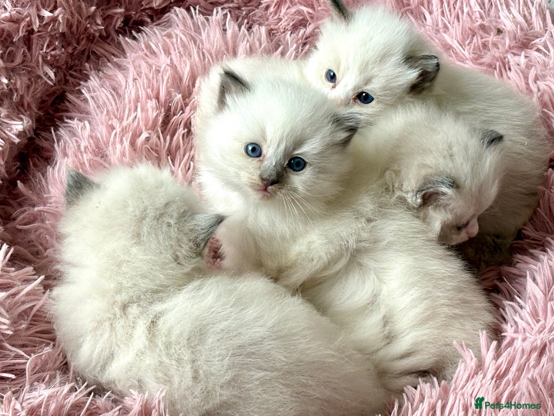 Ragdoll cats for sale: 4 fluffy boys - Image 2