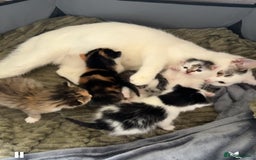 Mixed Breed cats for sale: Lovely 6 month old tabby boy  - Image 4