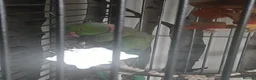 Ringnecks birds for sale: Male ring neck - Advert 7