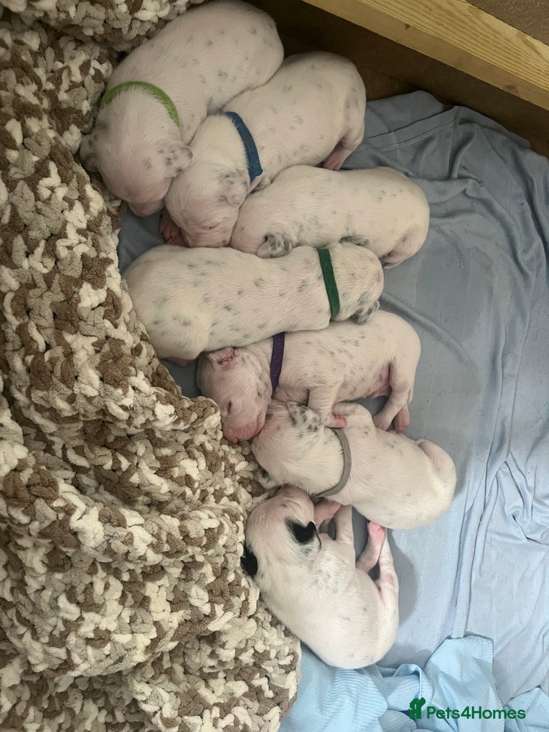 Dalmatian dogs for sale: Beautiful KC registered litter of dalmations  - Image 9
