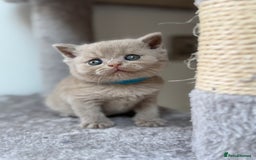 British Shorthair cats for sale: GCCF Registered British Shorthair kittens  - Image 9