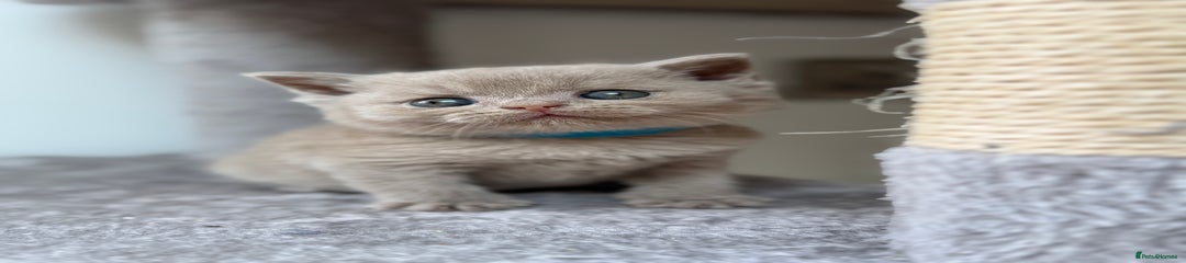 British Lilac Shorthair Lilac Kitten Blue Collar