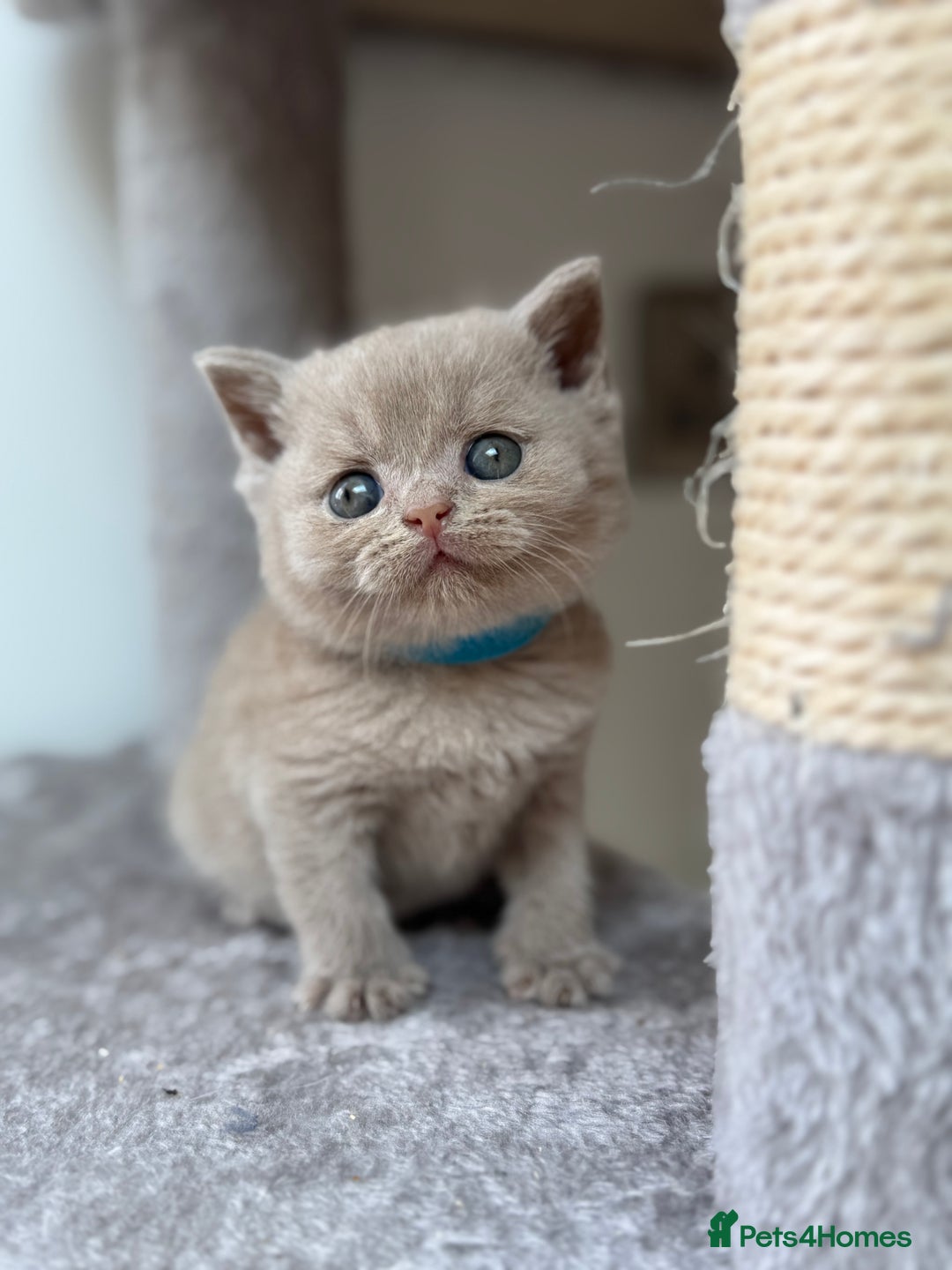 British Shorthair cats for sale: GCCF Registered British Shorthair kittens  - Image 9