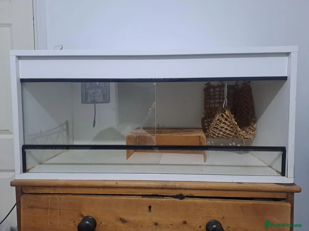 Gecko reptiles for sale: Leopard gecko in Braintree - Advert 10
