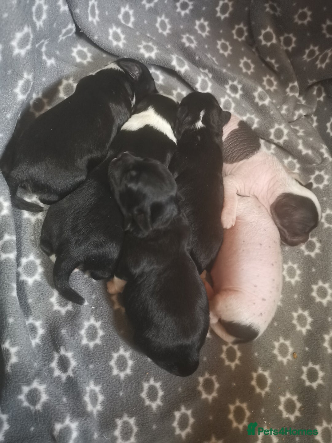 Chinese Crested dogs for sale: Chinese crested puppies for sale  - Advert 3