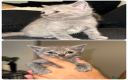 British Shorthair cats for sale: Kittens for sale - Image 9