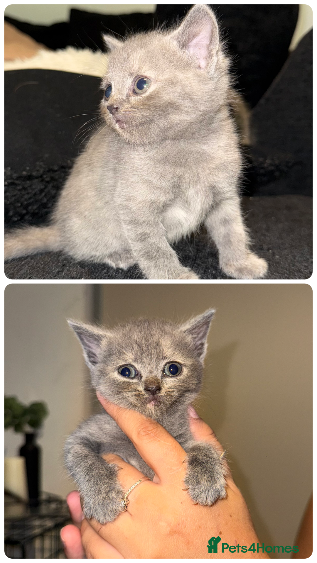 British Shorthair cats for sale: Kittens for sale - Image 9