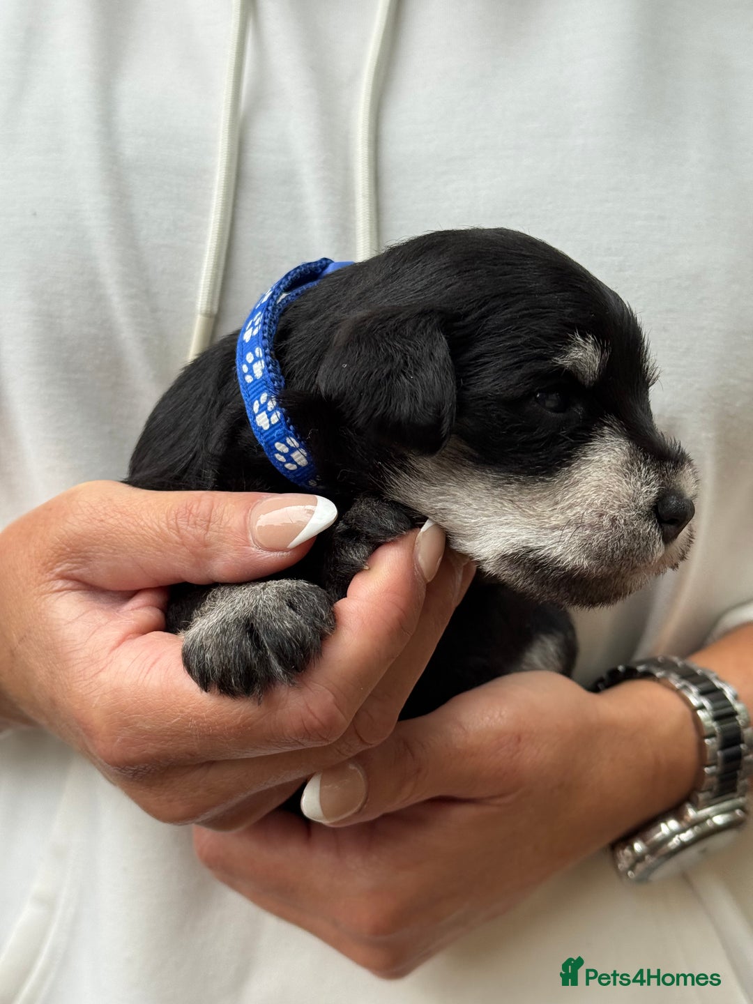Miniature Schnauzer dogs for sale: Superb mini schnauzer, extensively health tested - Image 11