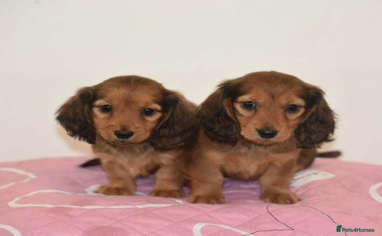 Miniature Dachshund dogs - Advert 4