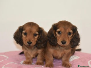 Miniature Dachshund dogs - Advert 1