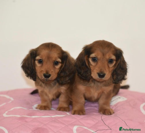 Miniature Dachshund dogs - Advert 1