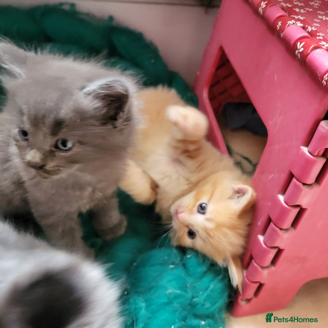 Maine Coon cats for sale: Maine Coon cross kittens - Image 5