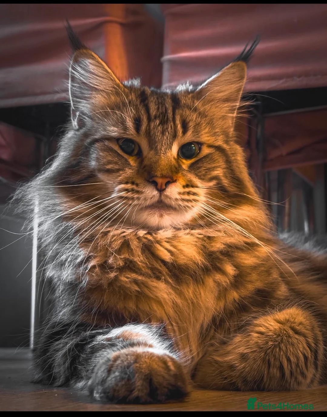 Maine Coon cats for sale: Gorgeous pure breed Mainecoon kittens ready now - Advert 2