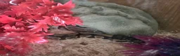 Python Snake reptiles for sale: 2 ball pythons in Stoke-on-Trent - Advert 2