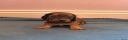 Miniature Dachshund dogs for sale: Miniature dachshund champion bloodline pedigree - Advert 13