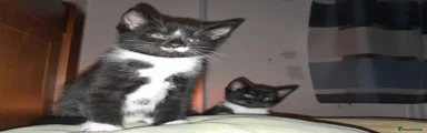 Watson - male  
