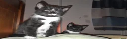 British Shorthair cats for sale: 2 Lovely black and white fluffy kittens - Advert 25