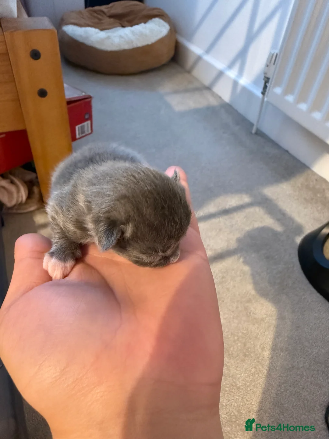 Mixed Breed cats for sale: Kittens - Advert 2