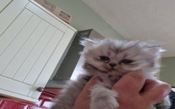 Persian cats for sale: Persian with Himalyan kitten  - Image 8