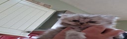 Persian cats for sale: Persian with Himalyan kitten  - Advert 8
