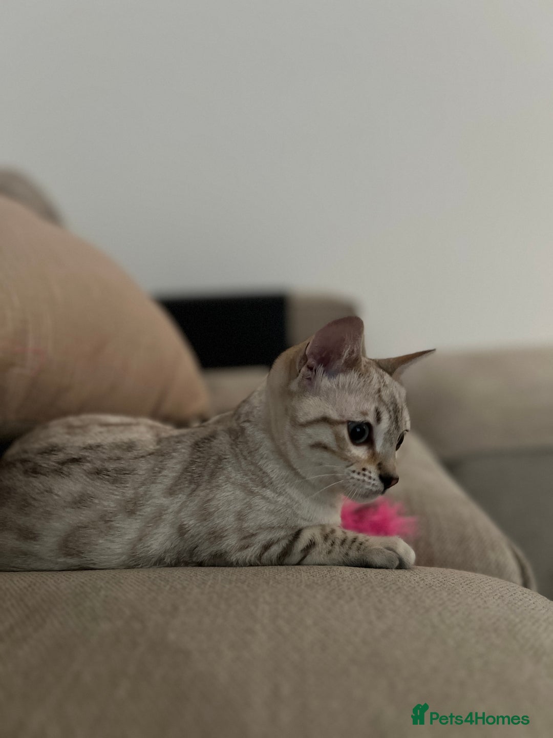 Bengal cats for sale: Snow bengal female kitten - Advert 5