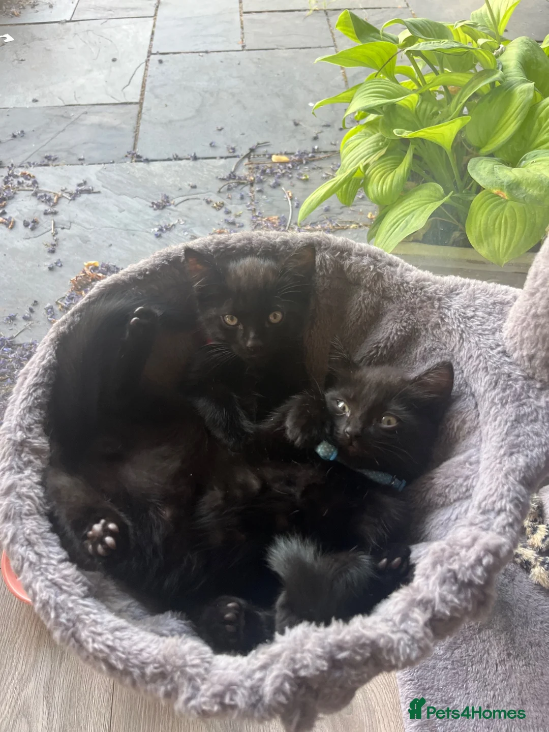 Mixed Breed cats for sale: Two beautiful black kittens  in Bracknell - Advert 1