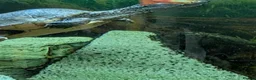 Turtle reptiles for sale: Common musk turtles and tank - Advert 4