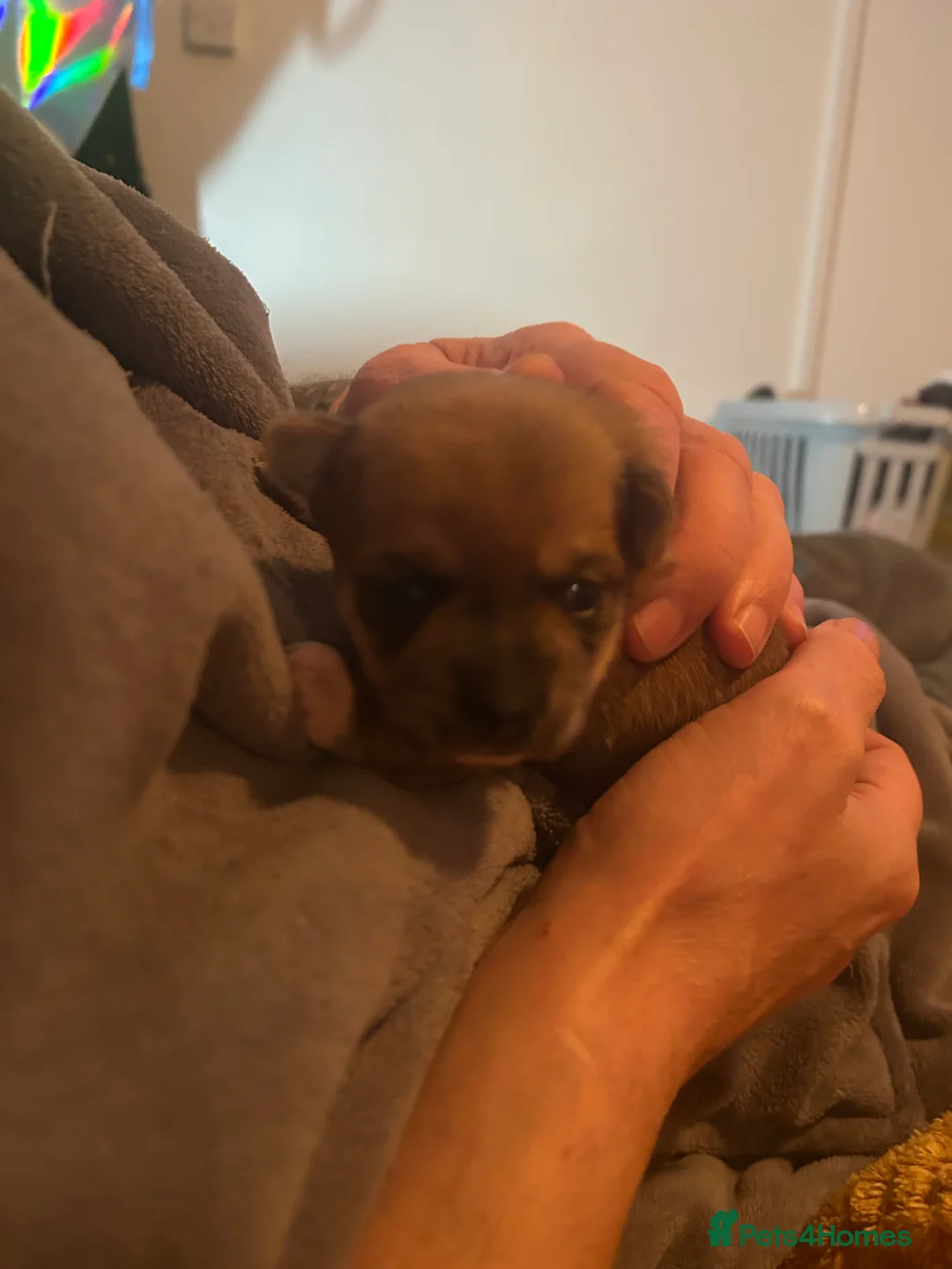 Pomchi dogs for sale: Beautiful Pomchi girls - Advert 5