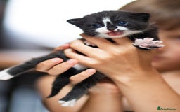 Mixed Breed cats for sale: Adorable kittens looking for a loving home - Image 3