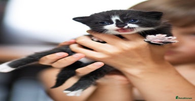Mixed Breed cats - Advert 3