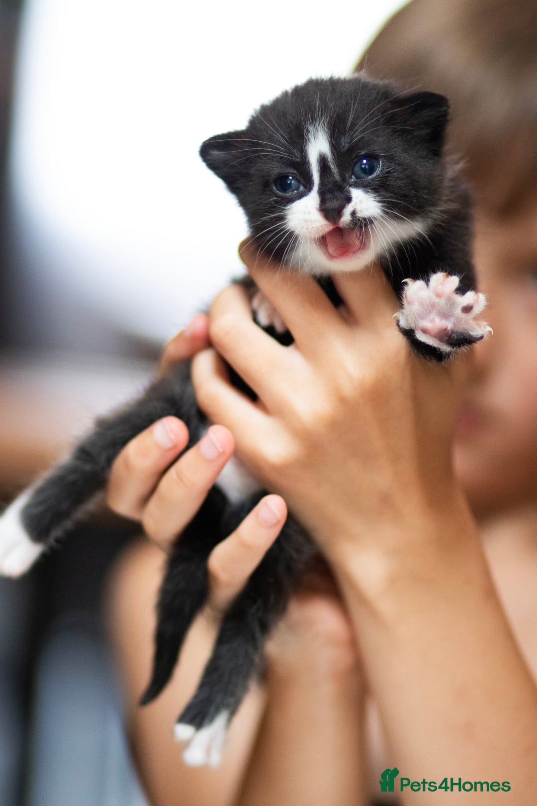 Mixed Breed cats for sale: Adorable kittens looking for a loving home - Image 3