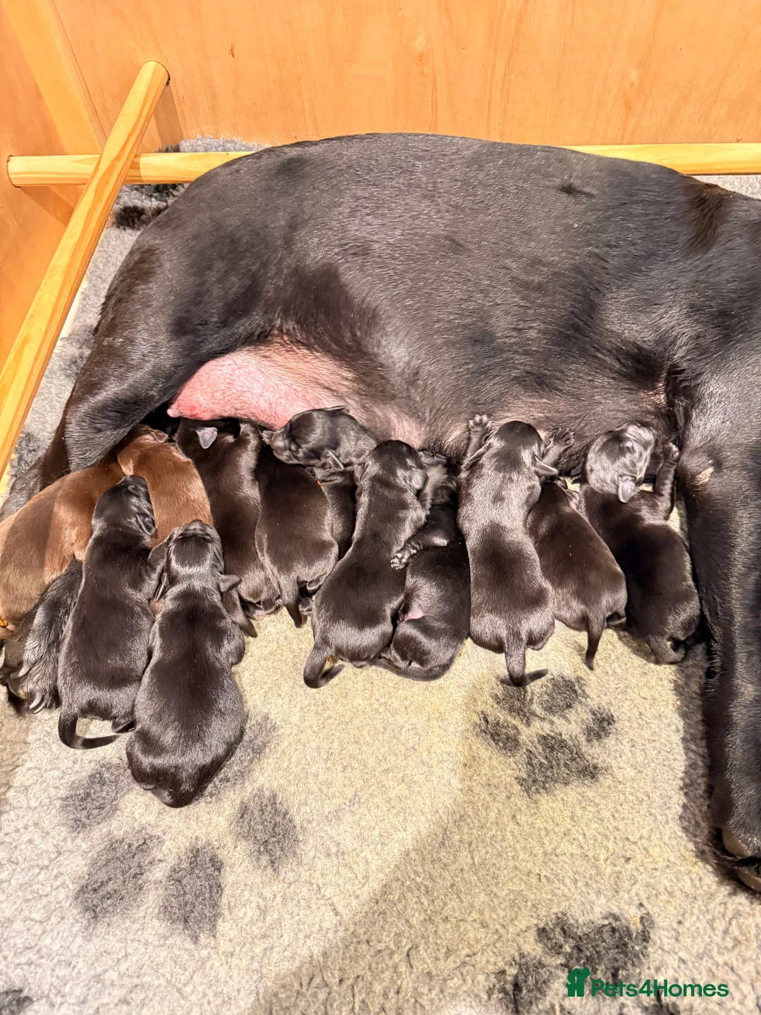 Labrador Retriever dogs for sale: Beautiful litter of Labrador puppies for sale - Advert 11