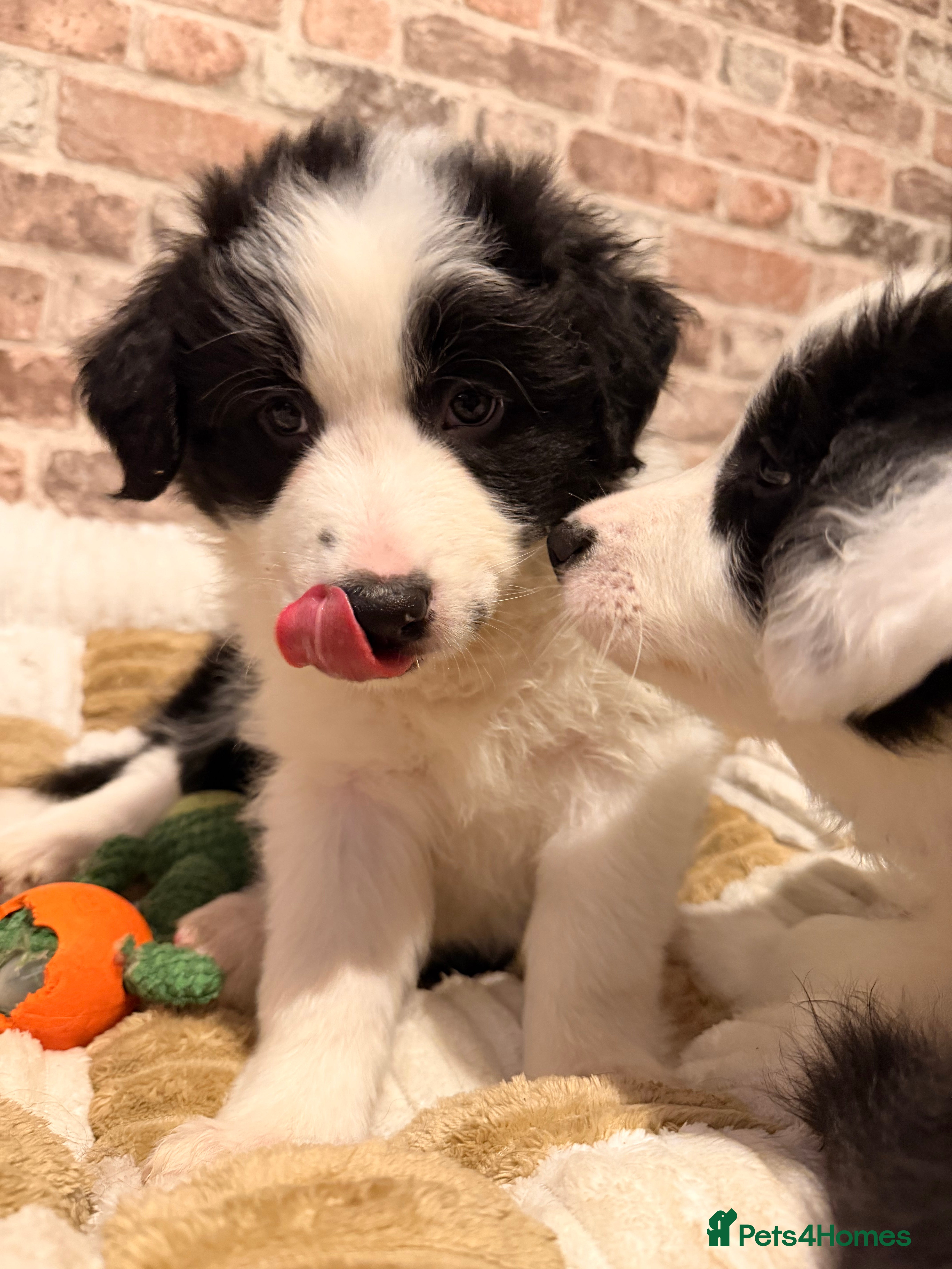 Border Collie dogs International champion show line, only 2 left - Advert 15
