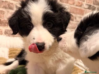 Border Collie dogs International champion show line, only 2 left - Advert 15