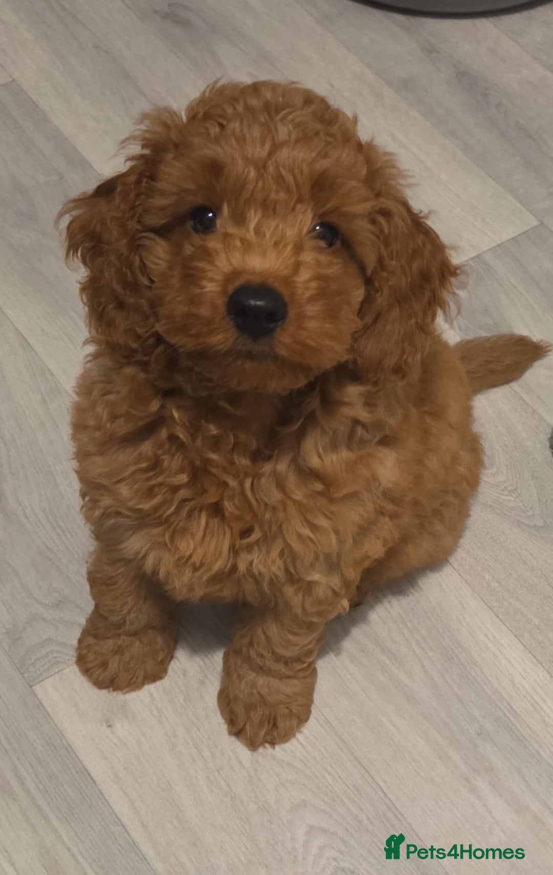 Mixed Breed dogs for sale: Australian Labradoodle / Cockapoo  - Advert 3