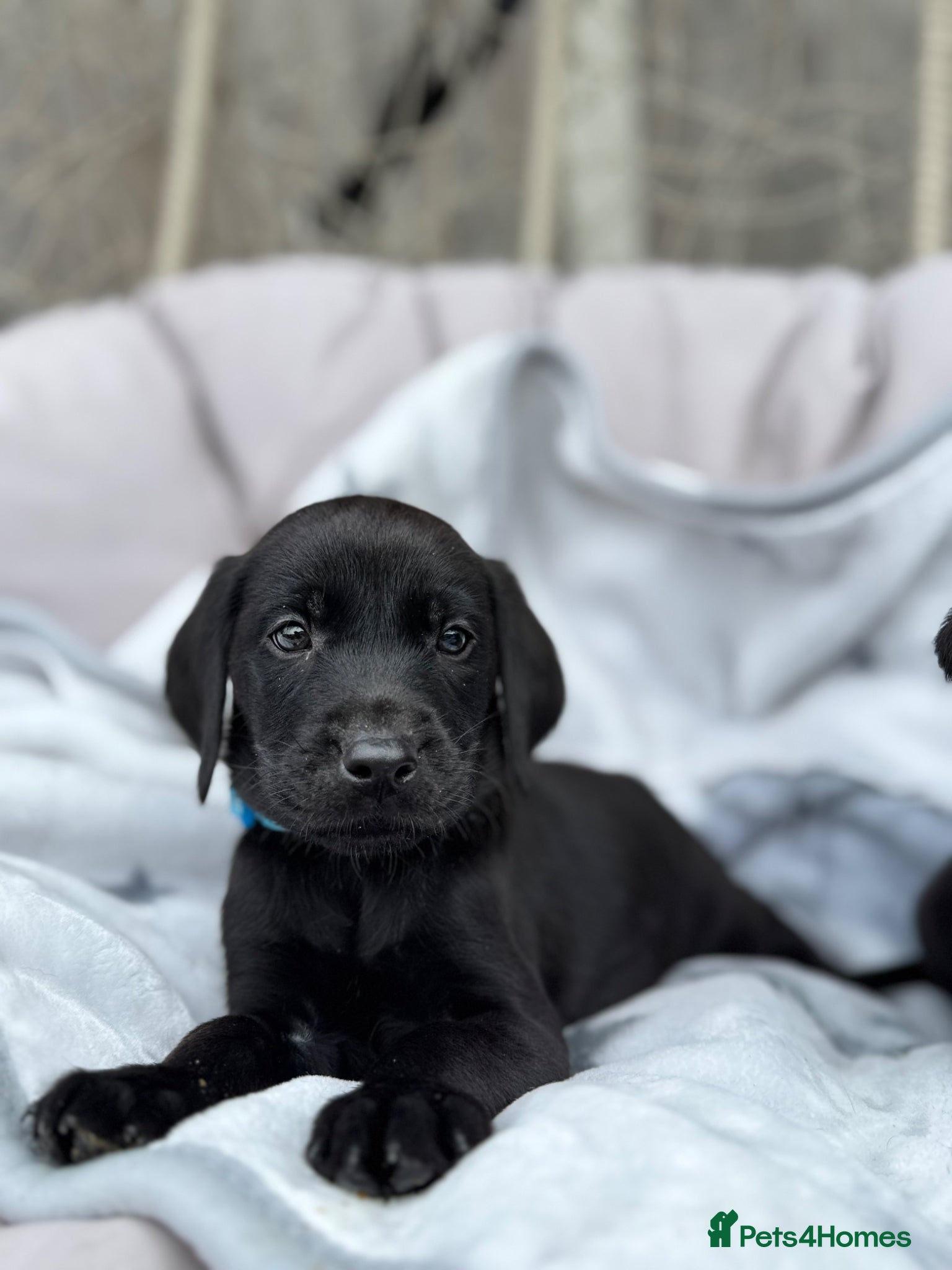 Labrador Retriever dogs ⚜️ ⚜️ ONE BOY LEFT ⚜️⚜️  - Advert 16