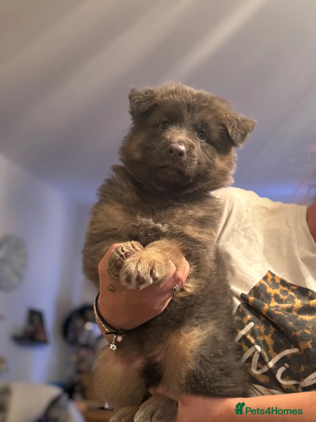 German Shepherd dogs for sale: Isabella German Shepherds - Advert 1