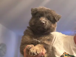 German Shepherd dogs Isabella German Shepherds - Advert 2