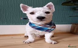 West Highland Terrier dogs for sale: KC Registered Beautiful West Highland Terrier Pups - Image 5