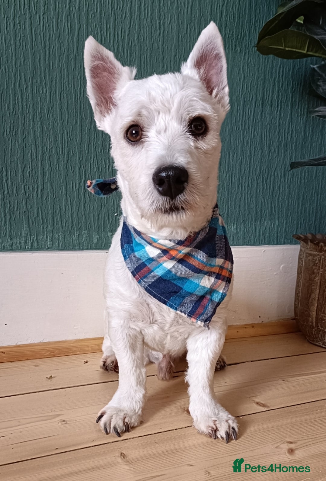 West Highland Terrier dogs for sale: KC Registered Beautiful West Highland Terrier Pups - Image 5