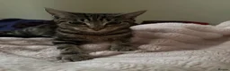 Mixed Breed cats for sale: Cute Tabby/Bengal cat called molly  in London - Advert 1