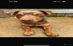 Jack Russell dogs for sale: 3 year old bramble  - Image 2