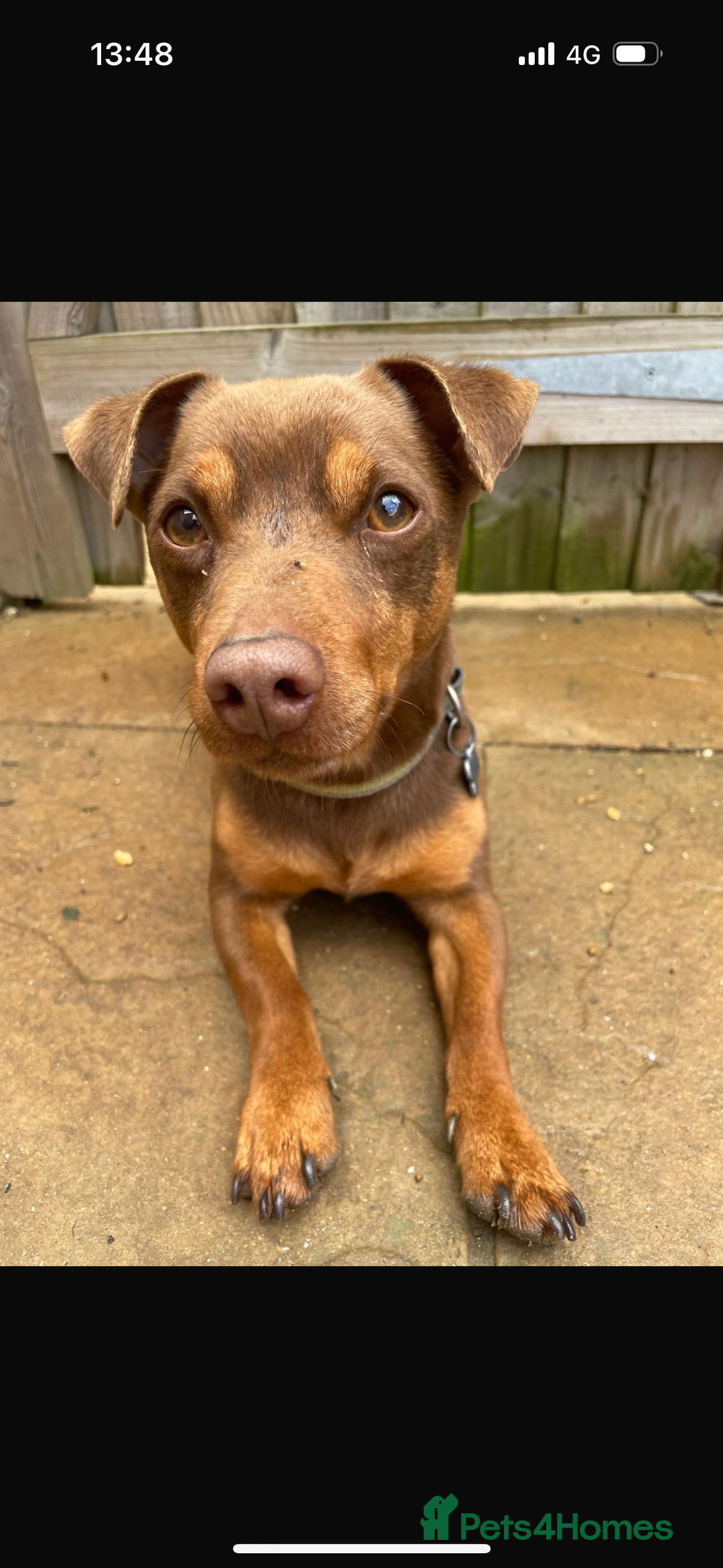 Jack Russell dogs for sale: 3 year old bramble  - Image 2
