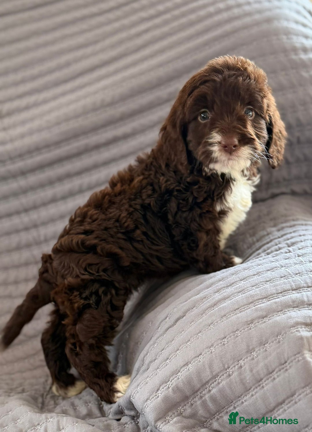 Cockapoo dogs for sale: Cockapoo puppies  - Advert 3